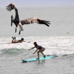 Sayulita: Surf Lessons for Beginner/Intermediate/ Advance - Final Thoughts