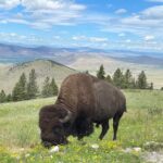 Scenic Driving Tour Flathead Lake and Bison Range - Who Will Love This Tour?