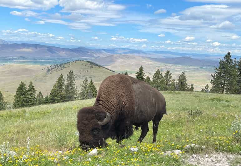 Scenic Driving Tour Flathead Lake and Bison Range - Who Will Love This Tour?