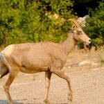 Scenic Float on the Salmon River - Half Day - Why This Tour Delivers Value