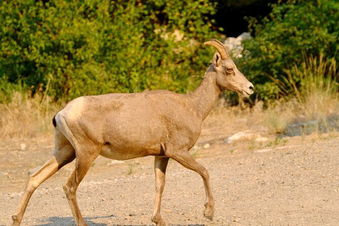 Scenic Float on the Salmon River - Half Day - Why This Tour Delivers Value
