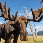 Scenic Tour to Wildlife Center from Anchorage - Who Is This Tour Best For?