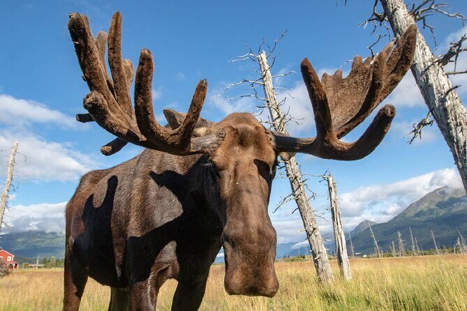Scenic Tour to Wildlife Center from Anchorage - Who Is This Tour Best For?