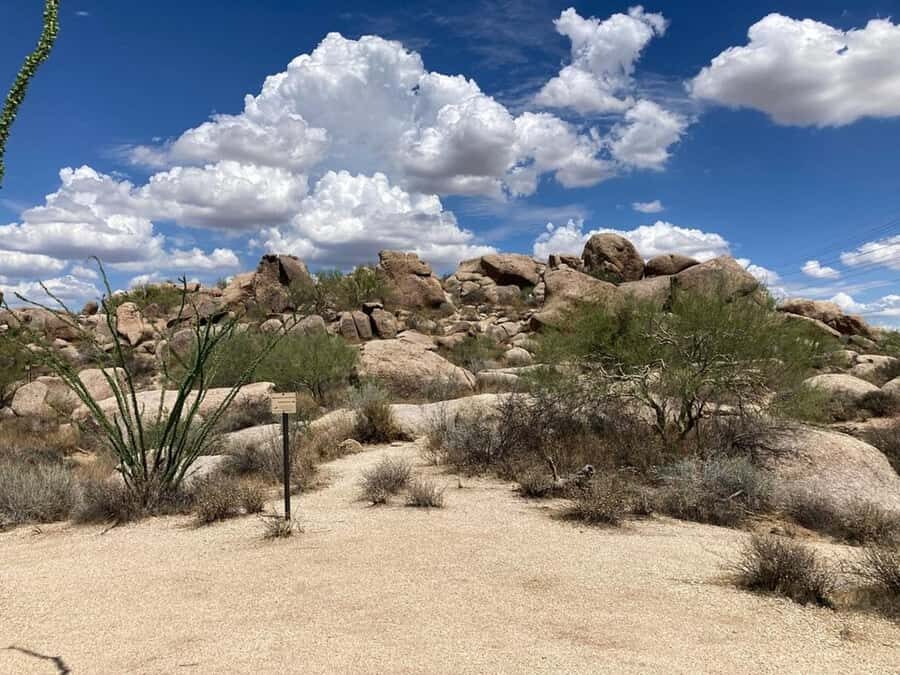 Scottsdale: Guided Mountain Bike Tour through the Desert - What Makes This Tour Stand Out?