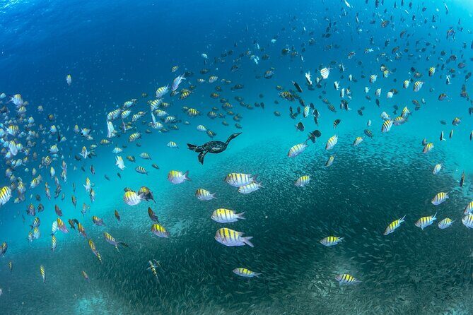 Scuba Dive in La Paz: Sea Lions, Turtles, Fish Schools and Wrecks - Who Should Consider This Tour?