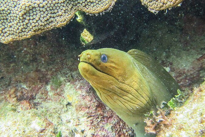 Scuba Dive in the best reefs in the Riviera Maya 2 tanks - The Sum Up: Is It Worth It?