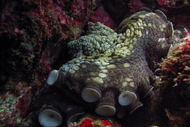 Scuba Diving - The Value of This Cabo San Lucas Scuba Experience