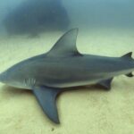 Scuba Diving adventure Cabo pulmo - Detailed Breakdown of the Itinerary