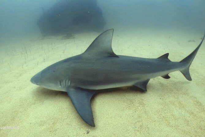 Scuba Diving adventure Cabo pulmo - Detailed Breakdown of the Itinerary