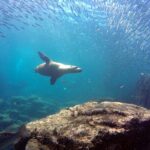 Scuba Diving Adventure in La Paz - Encountering Marine Wildlife