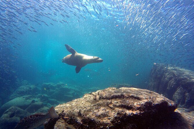 Scuba Diving Adventure in La Paz - Encountering Marine Wildlife