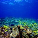 Scuba Diving Adventure WITHOUT CERTIFICATION! Try it today! - The Learning Environment and Group Size