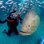 Scuba Diving Experience in West Palm Beach - Authentic Marine Encounters and Marine Conservation