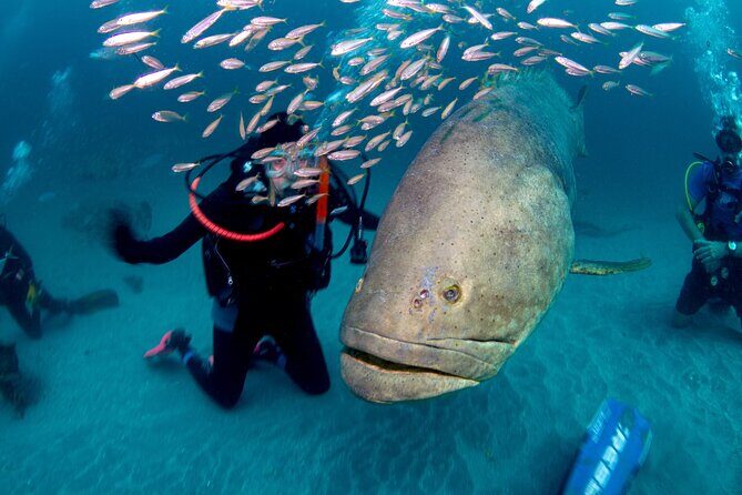 Scuba Diving Experience in West Palm Beach - Authentic Marine Encounters and Marine Conservation