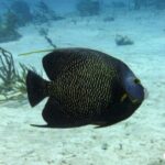 Scuba Diving for Beginners  Playa del Carmen or Tulum - Who Should Book This Tour?