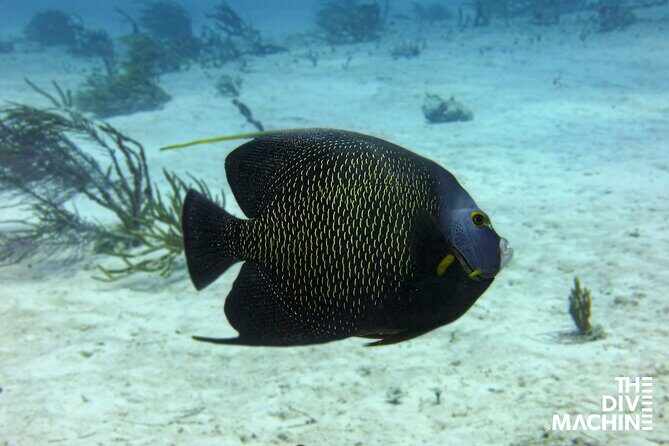 Scuba Diving for Beginners  Playa del Carmen or Tulum - Who Should Book This Tour?