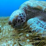 Scuba Diving in Cozumel or Playa del Carmen with Certificates - Who Should Consider This Tour?