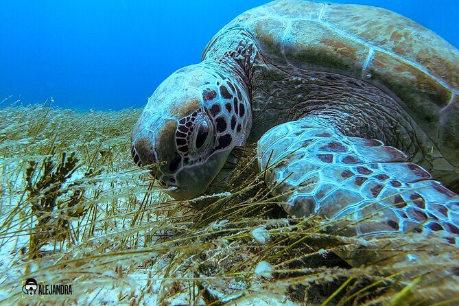 Scuba Diving in Cozumel or Playa del Carmen with Certificates - Who Should Consider This Tour?