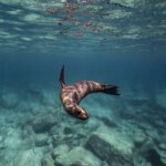 Scuba Diving in La Paz Private Tour - Final Thoughts