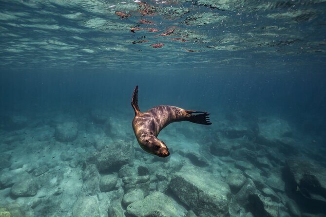 Scuba Diving in La Paz Private Tour - Final Thoughts