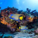 Scuba Diving Playa del Carmen: PADI Open Water Certification - Authentic Insights from Reviews