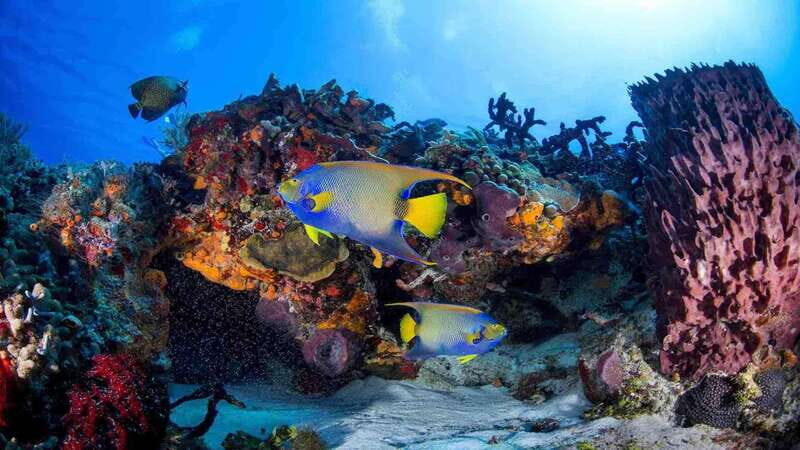 Scuba Diving Playa del Carmen: PADI Open Water Certification - Authentic Insights from Reviews