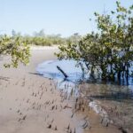 Sea Kayak Tour - Mangrove Safari - Overview of the Tour Experience