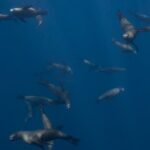 Sea Lion Snorkel Adventure at Espíritu Santo Island - Detailed Tour Breakdown