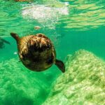 Sea Lion Snorkeling & Island Beach Picnic  Espíritu Santo Tour - The Sum Up