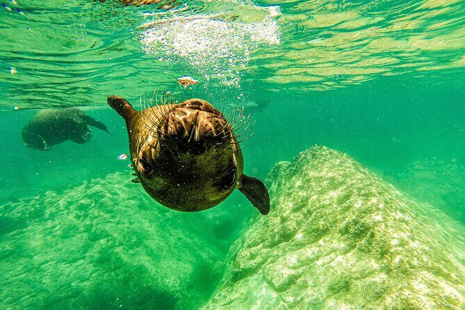Sea Lion Snorkeling & Island Beach Picnic  Espíritu Santo Tour - The Sum Up