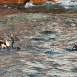 Sea Lions & Mega-Paddleboard Tour in Espiritu Santo - Authentic Experiences and Authenticity