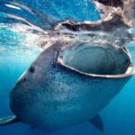 Sea of Cortez Combo: Whale Sharks, Sea Lions & Balandra Beach - The Sum Up