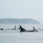 Sea Otter and Whale Watching Tour on Northern Vancouver Island - An Introduction to Vancouver Island’s Marine Life