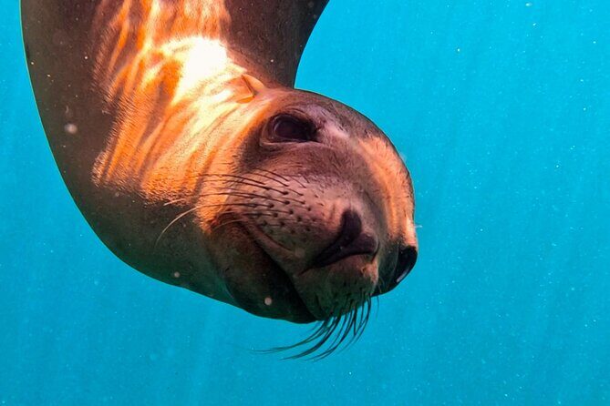 Sea Safari - Explore All The Wonders of The Sea of Cortez - What Makes This Tour Special?