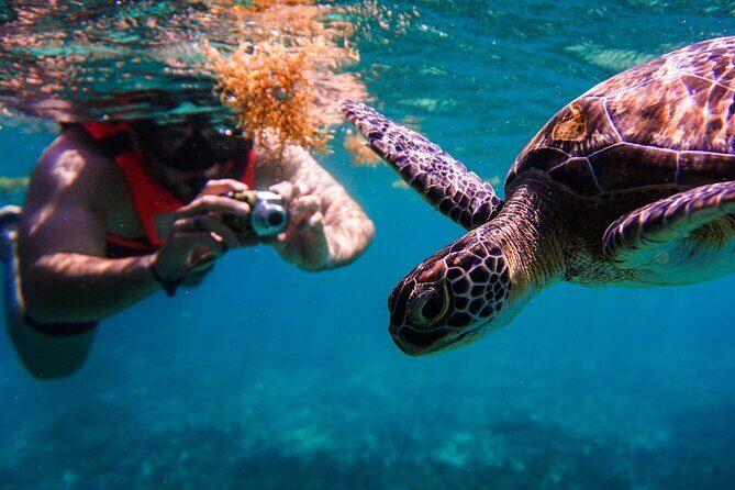 Sea turtle and cenotes half day Snorkeling Tour from Riviera Maya - The Guides and Transportation