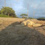 Sea Turtle Conservation Release Puerto Vallarta - Practical Tips for Visitors