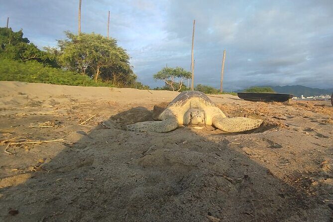 Sea Turtle Conservation Release Puerto Vallarta - Practical Tips for Visitors