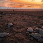 Sea Turtle Release  A Puerto Vallarta Conservation Adventure - What’s Included and What to Bring