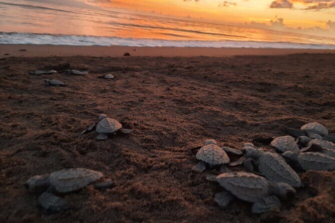 Sea Turtle Release  A Puerto Vallarta Conservation Adventure - What’s Included and What to Bring