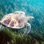 Sea Turtle Sanctuary In Akumal With Cenotes - Who Would Love This Tour?