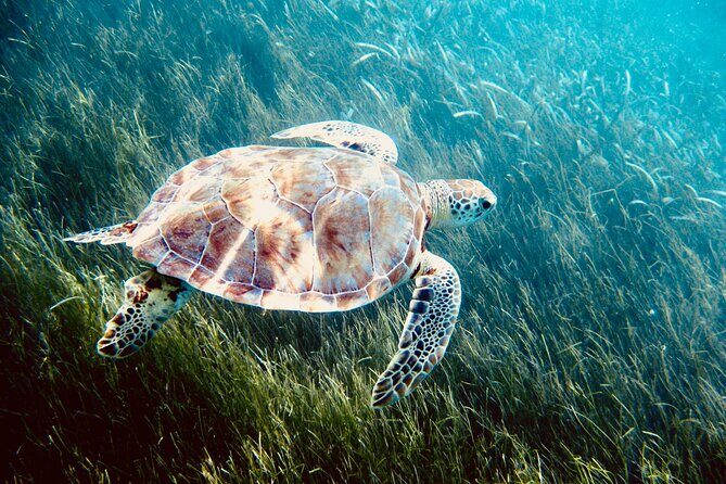 Sea Turtle Sanctuary In Akumal With Cenotes - Who Would Love This Tour?
