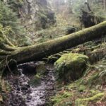 Seattle: Snoqualmie Falls and Twin Falls Guided Tour - The Value and Practical Details