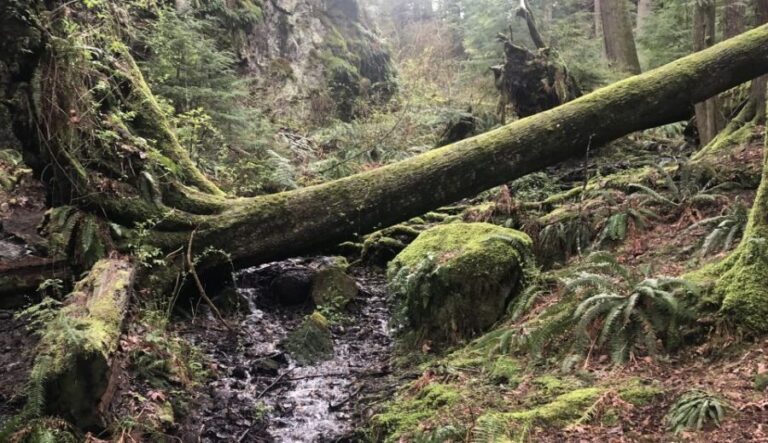 Seattle: Snoqualmie Falls and Twin Falls Guided Tour - The Value and Practical Details