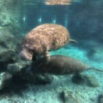 Semi Private Manatee Swim Tour - The Practical Aspects—What You Need to Know