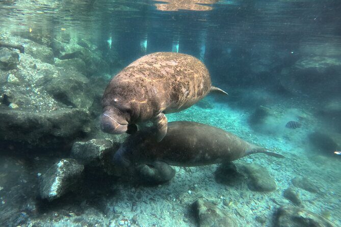 Semi Private Manatee Swim Tour - The Practical Aspects—What You Need to Know