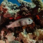 Semi Private Snorkeling Tour in Isla Mujeres - Practical Details