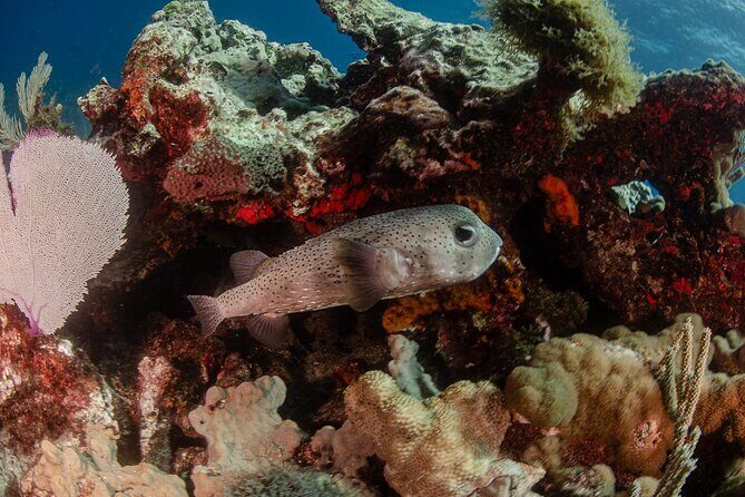 Semi Private Snorkeling Tour in Isla Mujeres - Practical Details