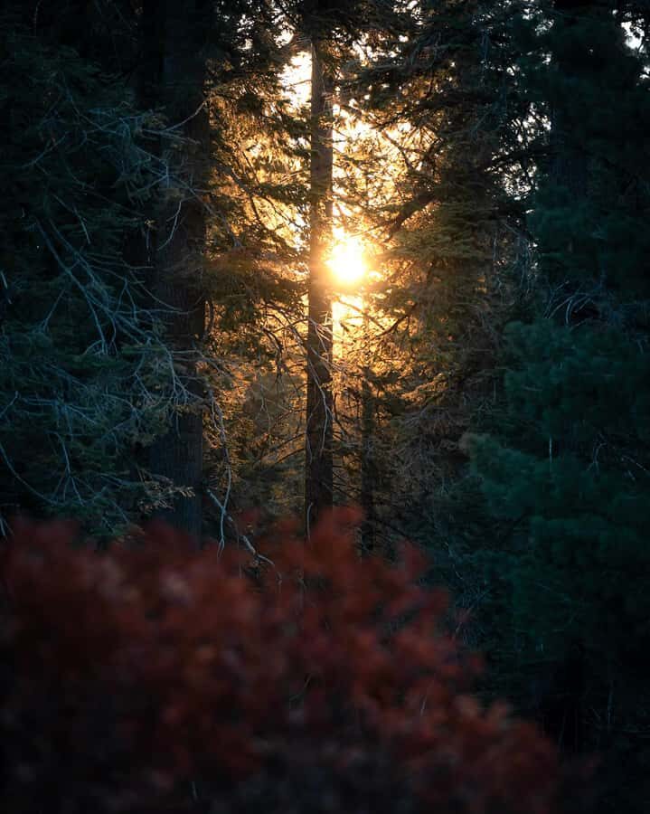 Sequoia National Park: Giant Forest Hike with Naturalist - Weighing the Value