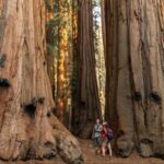 Sequoia National Park: Giant Forest Private Tour - What Makes This Tour Stand Out?