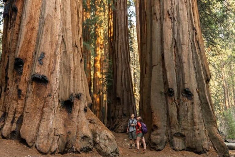 Sequoia National Park: Giant Forest Private Tour - What Makes This Tour Stand Out?